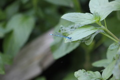 Coenagrion puella