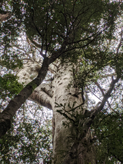 Nothofagus cunninghamii