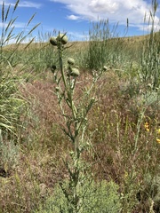 Cirsium brevifolium