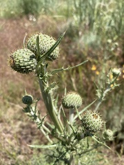 Cirsium brevifolium