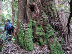 Nothofagus cunninghamii