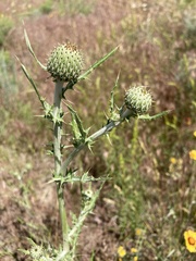 Cirsium brevifolium