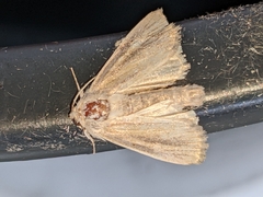 Photedes fluxa