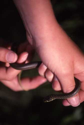 Hierophis gemonensis