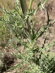 Cirsium brevifolium