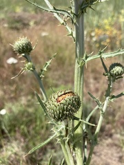 Cirsium brevifolium