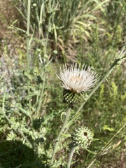 Cirsium brevifolium