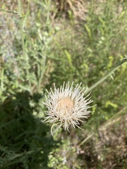 Cirsium brevifolium