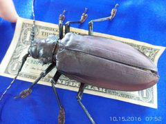 Titanus giganteus