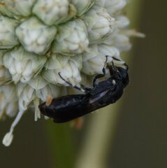Hylaeus schwarzii