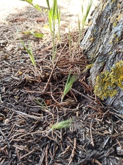 Petrosedum amplexicaule