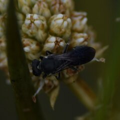 Hylaeus schwarzii