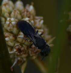 Hylaeus schwarzii