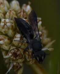 Hylaeus schwarzii
