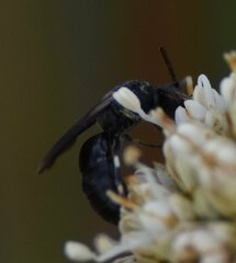 Hylaeus schwarzii