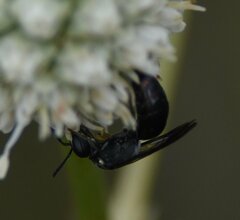 Hylaeus schwarzii
