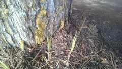 Petrosedum amplexicaule