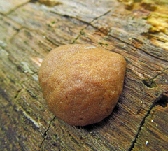Tubifera applanata
