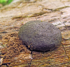 Tubifera applanata