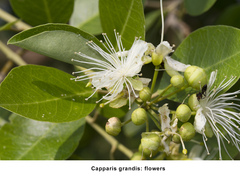 Capparis grandis