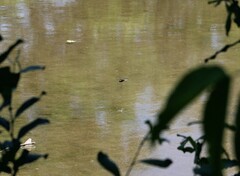 Orthetrum cancellatum