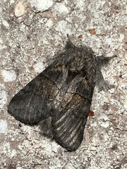 Gluphisia septentrionis