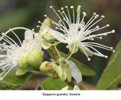 Capparis grandis