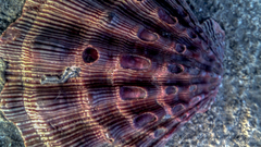 Nodipecten nodosus