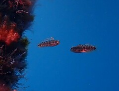 Petroscirtes variabilis