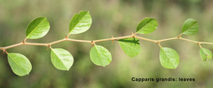 Capparis grandis