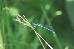 Platycnemis pennipes
