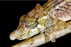 Calumma nasutum