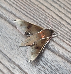 Rhagastis mongoliana