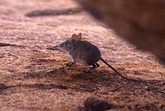 Elephantulus myurus
