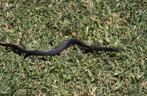 Crotaphopeltis hotamboeia