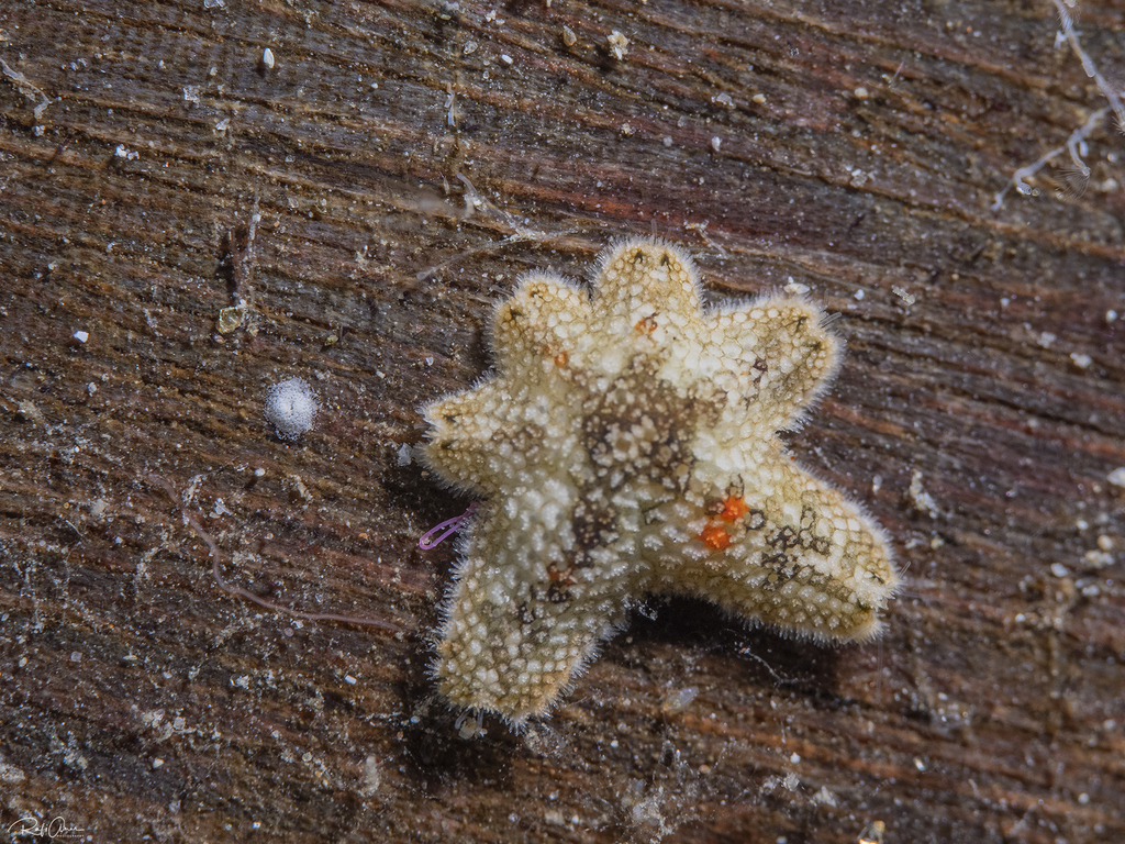 Aquilonastra burtoni