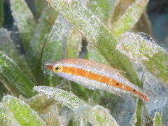 Oxycheilinus orientalis