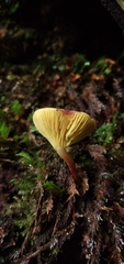 Phylloporus phaeoxanthus simplex