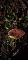 Phylloporus phaeoxanthus simplex