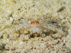 Xiphonectes longispinosus