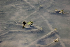 Pelophylax ridibundus