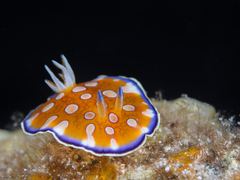 Goniobranchus charlottae