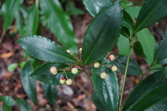 Ardisia crenata image