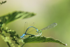 Coenagrion puella