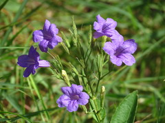 Ruellia nudiflora runyonii