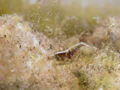 Athanas djiboutensis