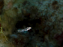 Calotomus viridescens