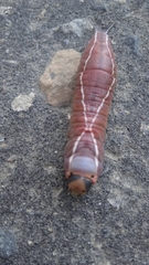 Cerura
