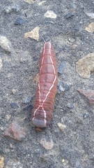 Cerura