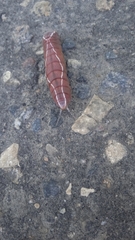 Cerura